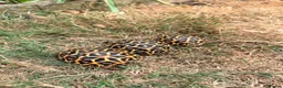 Tortoise reptiles for sale: Indian star tortoise  - Advert 3