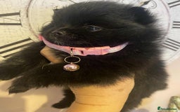 Pomeranian dogs for sale: Pomeranian puppies  - Image 14