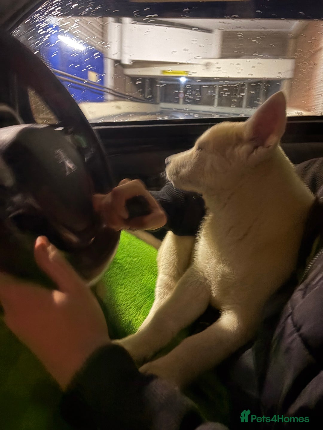 Siberian Husky dogs for sale: White male Siberian husky - Advert 4