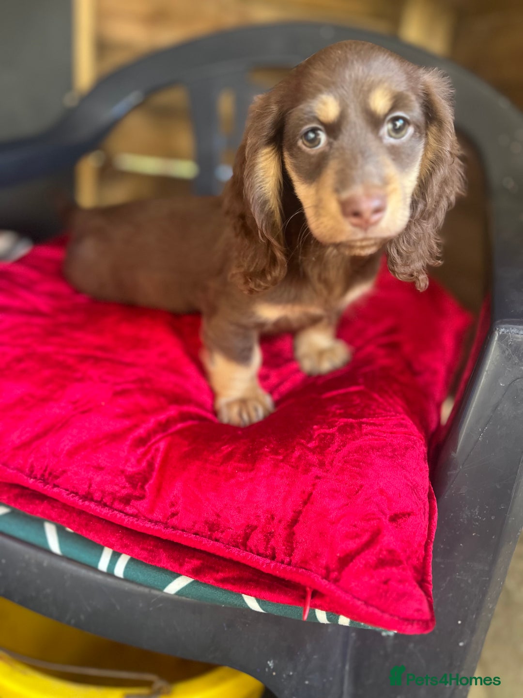 Miniature Dachshund dogs for sale: Miniture long haired daschund pups  - Image 9