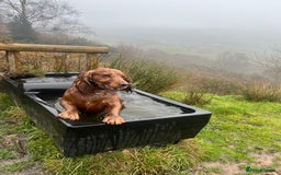 Cocker Spaniel dogs for stud: Meet Bullet - Advert 1