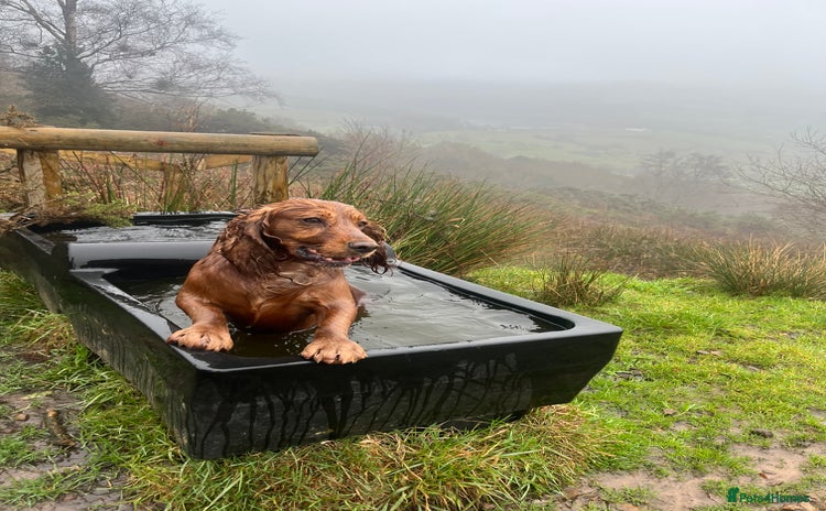 Cocker Spaniel dogs Meet Bullet - Advert 1