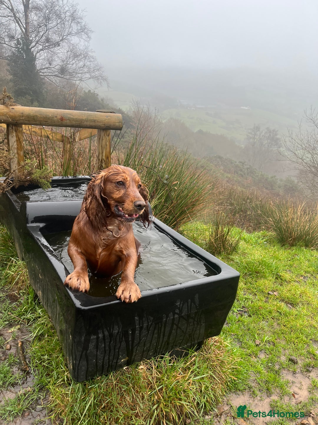 Cocker Spaniel dogs for stud: Meet Bullet - Advert 1