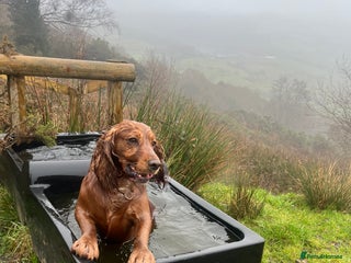 Cocker Spaniel dogs Meet Bullet - Advert 1