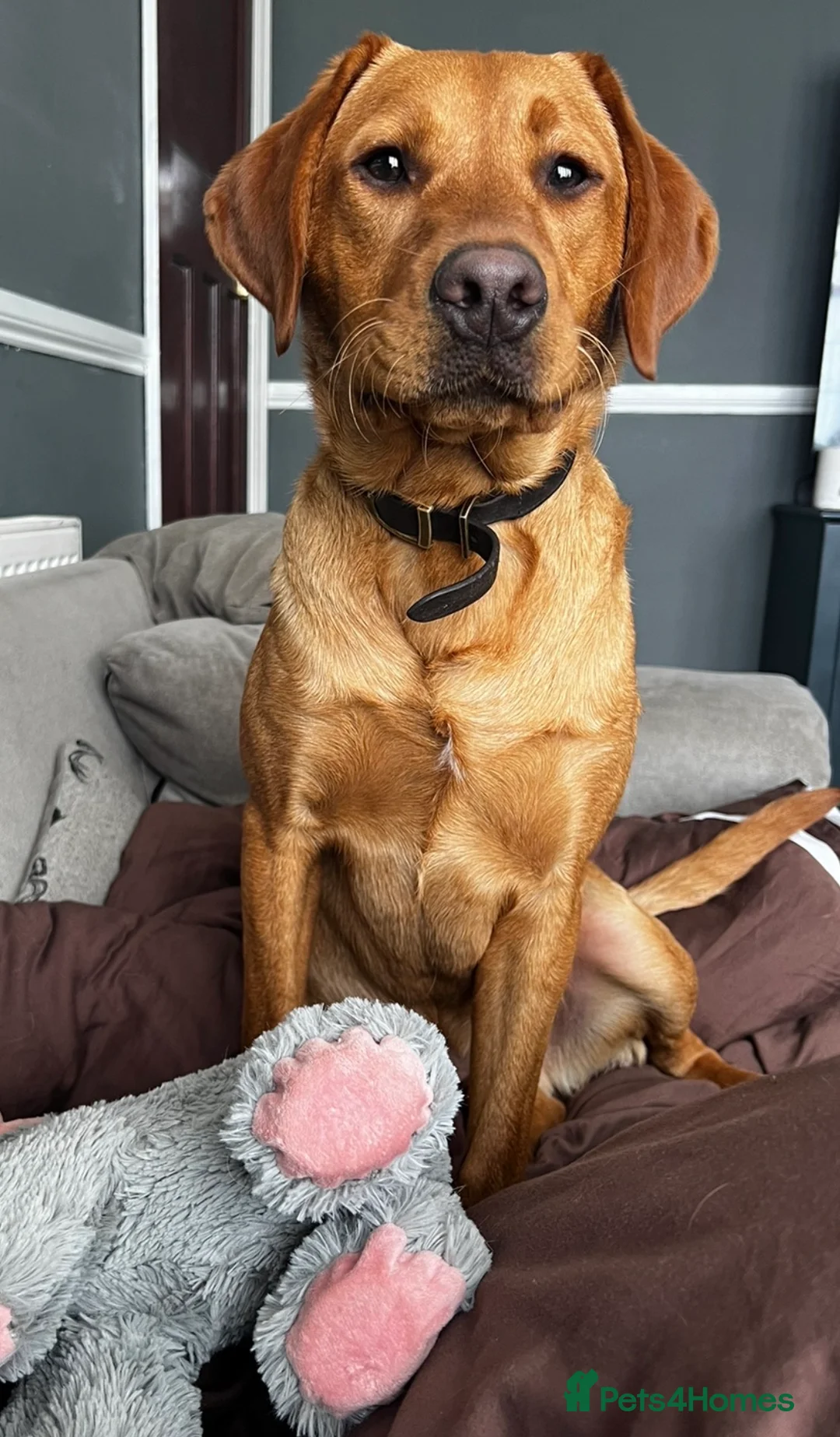 Labrador Retriever dogs for sale: Male 3y/o red fox Labrador for rehoming  - Advert 2