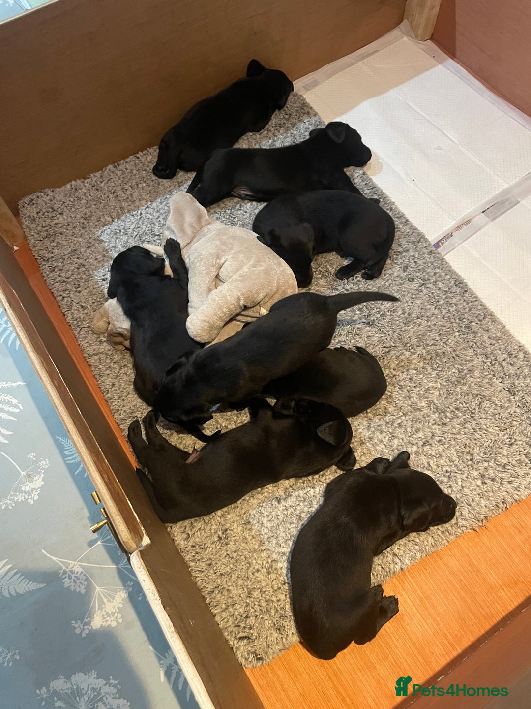 Labrador Retriever dogs for sale: Black Labrador puppies - Advert 10