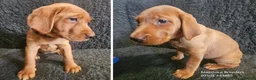 Labrador Retriever dogs for sale: Stunning Red Fox Labs-KC Reg, Health Checked, FTCH - Advert 5