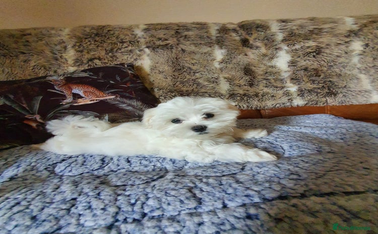 Maltese dogs in Barnoldswick - Advert 6