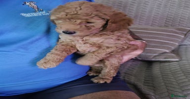 Miniature Poodle dogs - Advert 6
