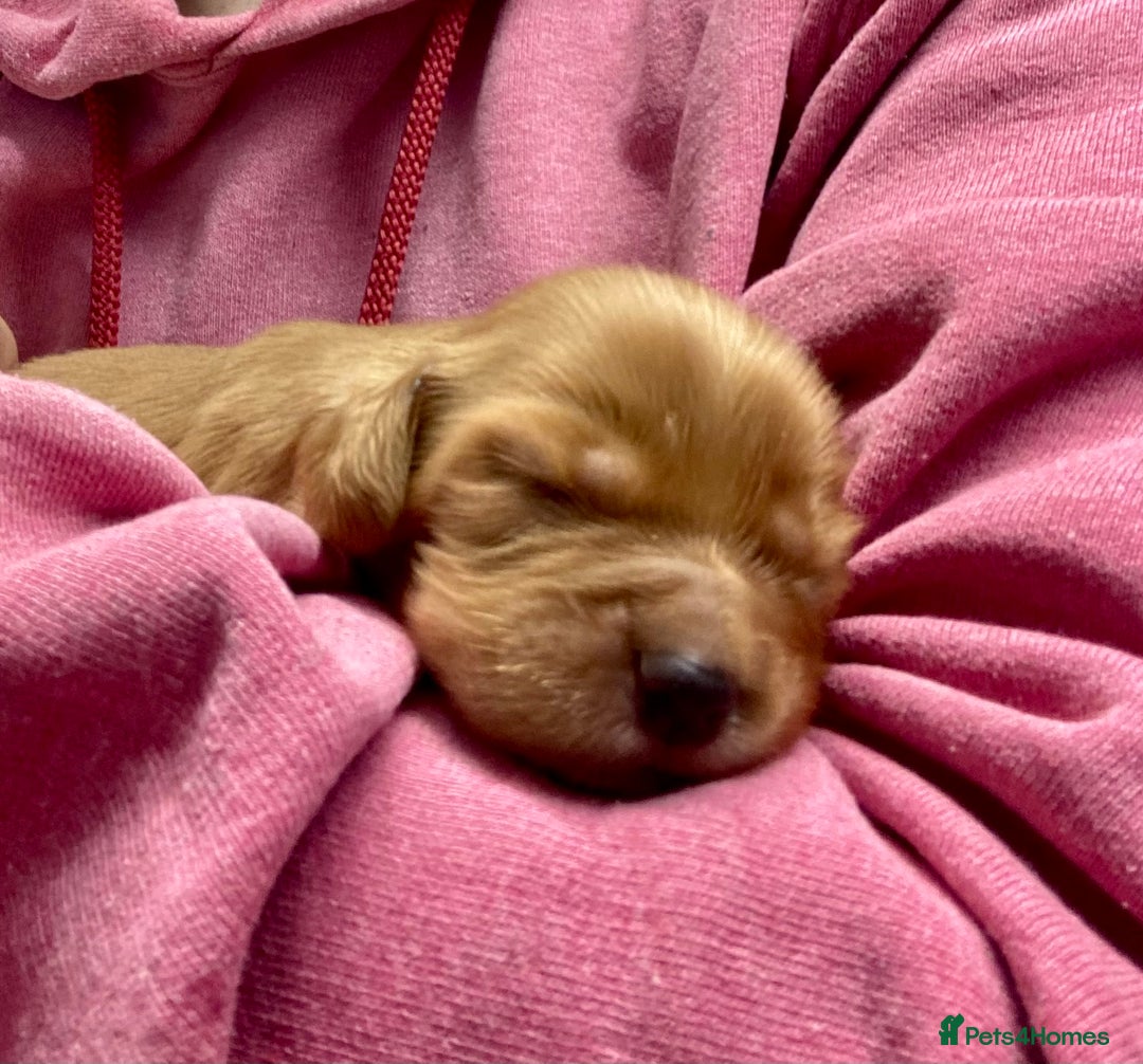 Cocker Spaniel dogs for sale: Working cocker spaniel pups - Advert 2