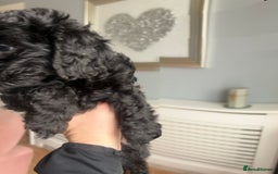 Cockapoo dogs for sale: 5 black cockapoos - Image 12