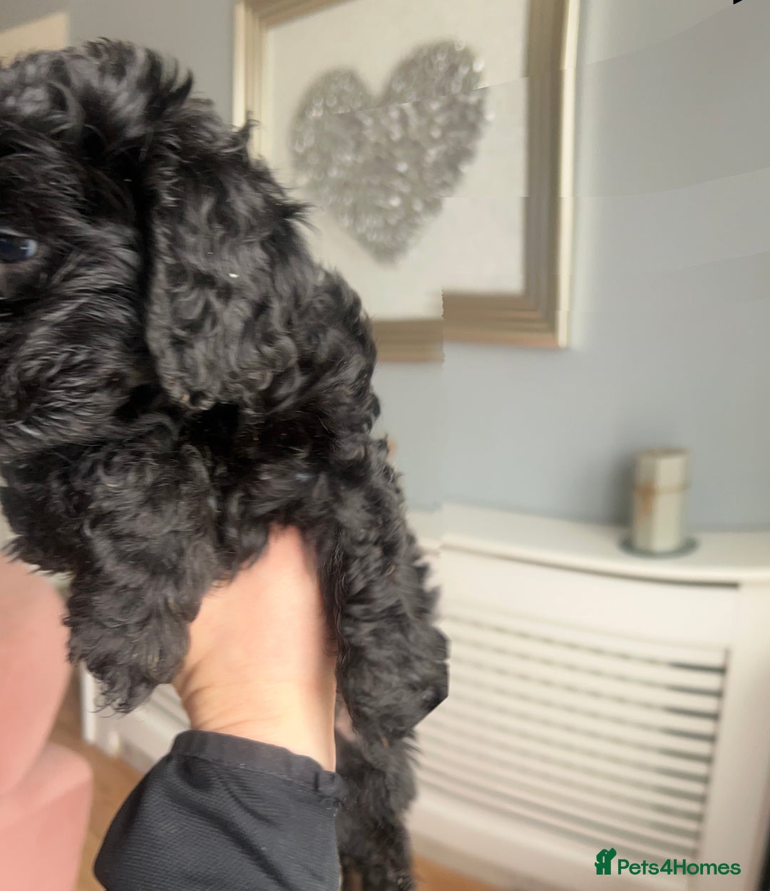 Cockapoo dogs for sale: 5 black cockapoos - Image 12
