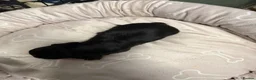 Miniature Dachshund dogs for sale: Long haired dachshund puppies - Advert 26