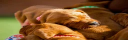 Labrador Retriever dogs for sale: Outstanding fully health tested fox reds  - Advert 19