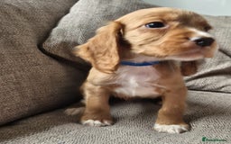 Cocker Spaniel dogs for sale: Working type cocker spaniels - last puppy! - Image 20