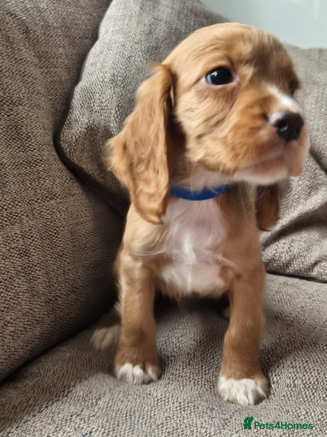 Cocker Spaniel dogs for sale: Working type cocker spaniels - last puppy! - Image 20