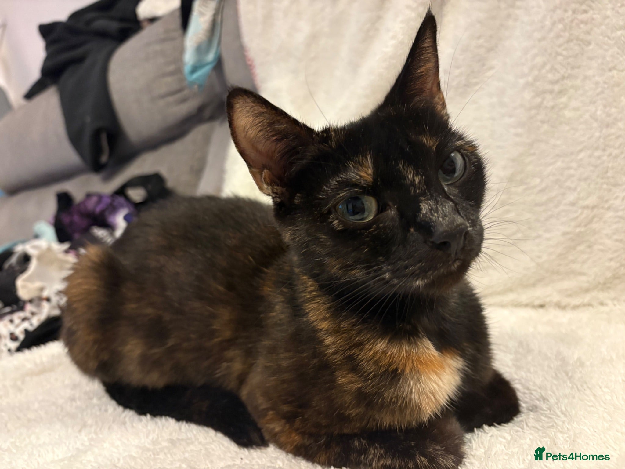 Mixed Breed cats Beautiful Female Kittens Ready for Forever Homes - Advert 1