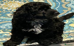 Cockapoo dogs for sale: F2 Cockapoo Puppies - Image 17