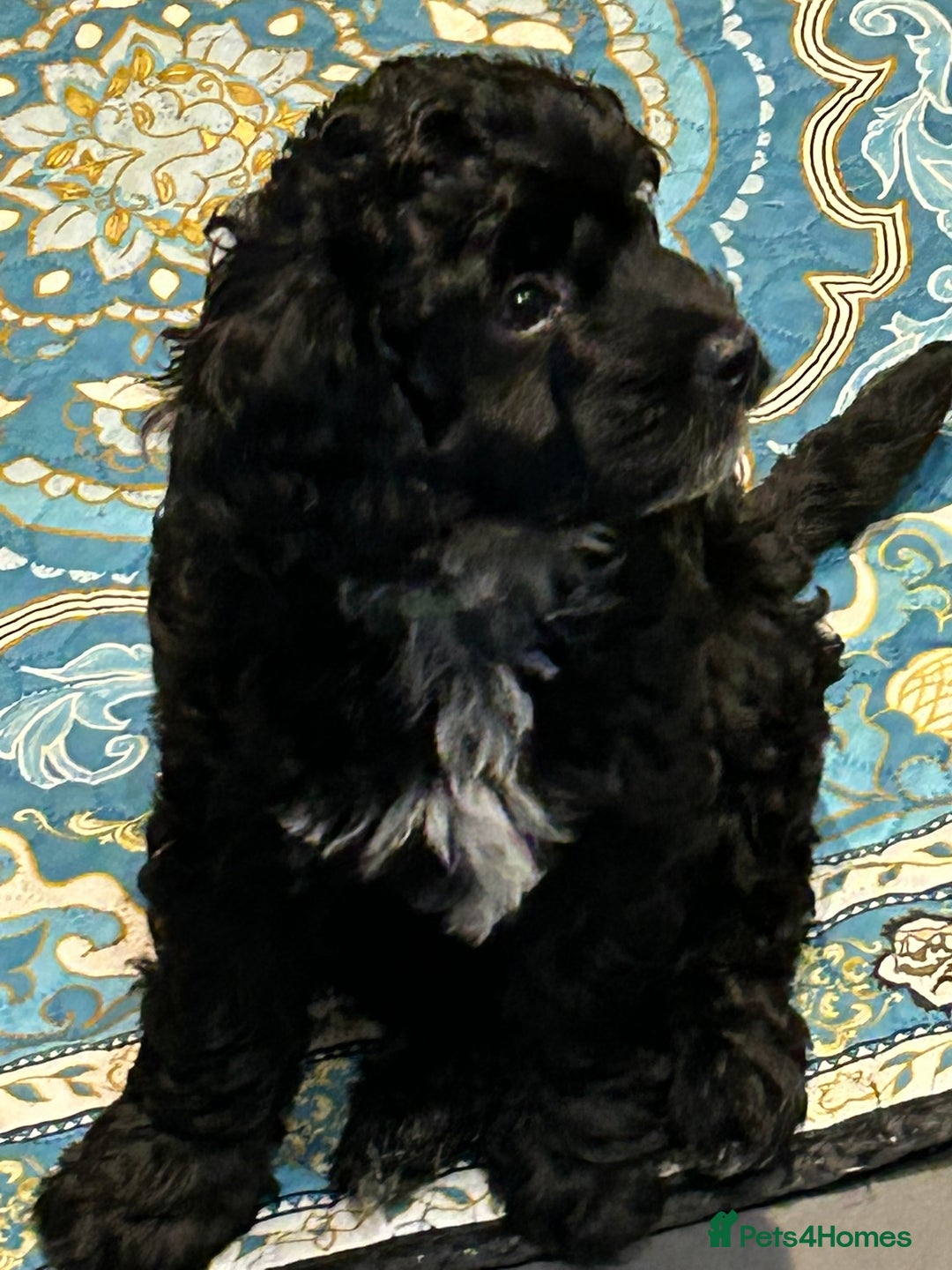 Cockapoo dogs for sale: F2 Cockapoo Puppies - Image 17