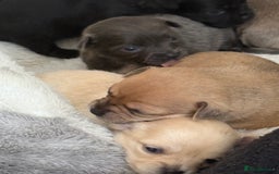 Chug dogs for sale: 6 beautiful chug puppies for sale ❤️ - Image 18