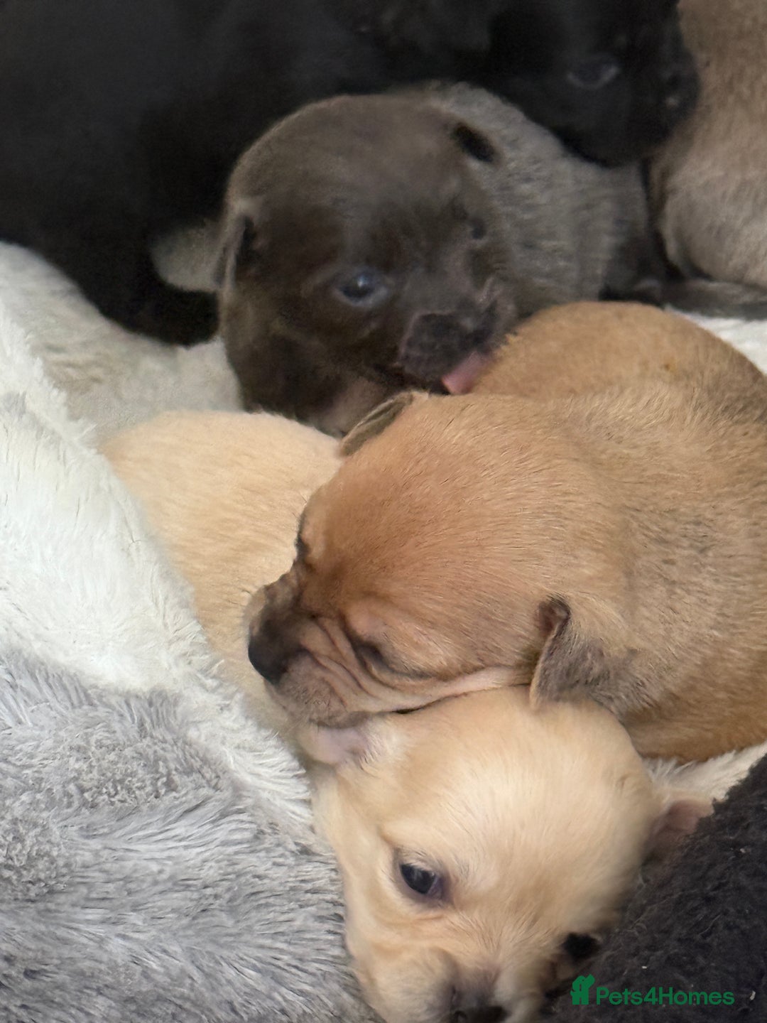 Chug dogs for sale: 6 beautiful chug puppies for sale ❤️ - Image 18