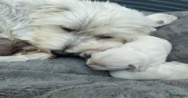 West Highland Terrier dogs - Advert 10