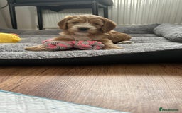 Cockapoo dogs for sale: Cockapoo in Chesterfield - Image 13