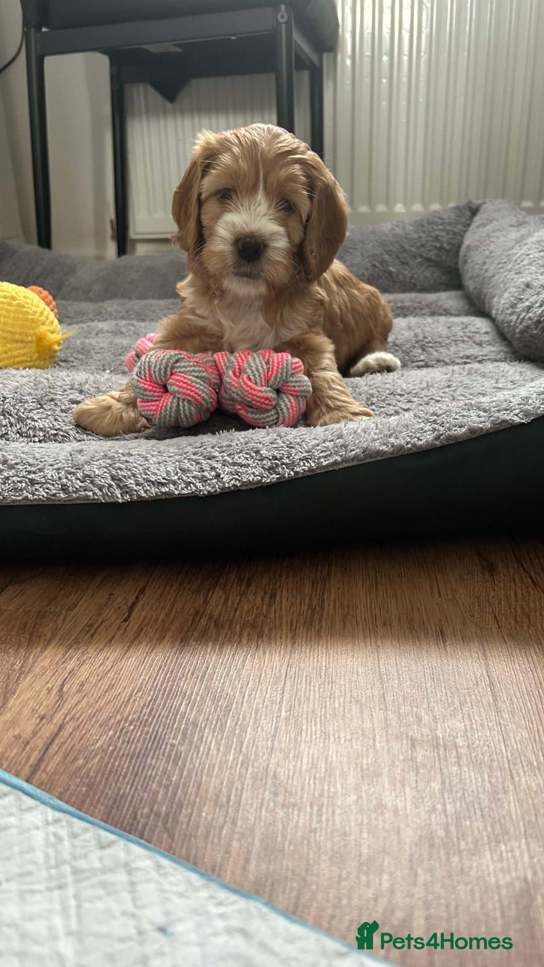 Cockapoo dogs for sale: Cockapoo in Chesterfield - Image 13