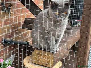 British Shorthair cats Bonded pair - British Shorthair girls - GCCF Reg - Advert 18