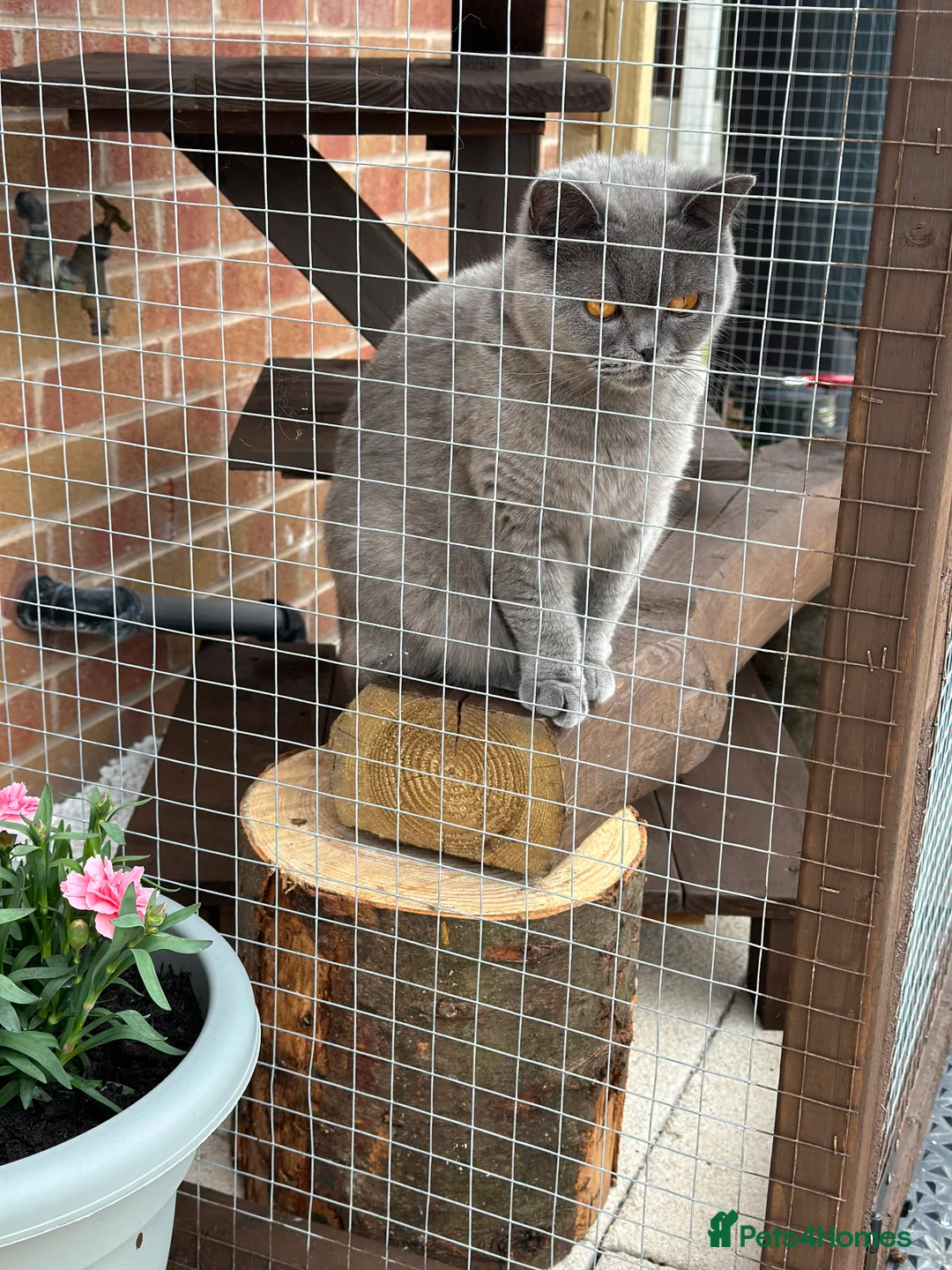 British Shorthair cats for sale: Bonded pair - British Shorthair girls - GCCF Reg - Advert 1