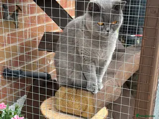 British Shorthair cats Bonded pair - British Shorthair girls - GCCF Reg - Advert 11