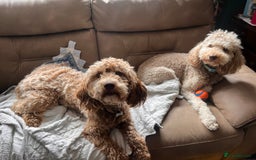 Australian Labradoodle dogs for sale: Home raised, DNA tested, Australian Labradoodles - Image 6
