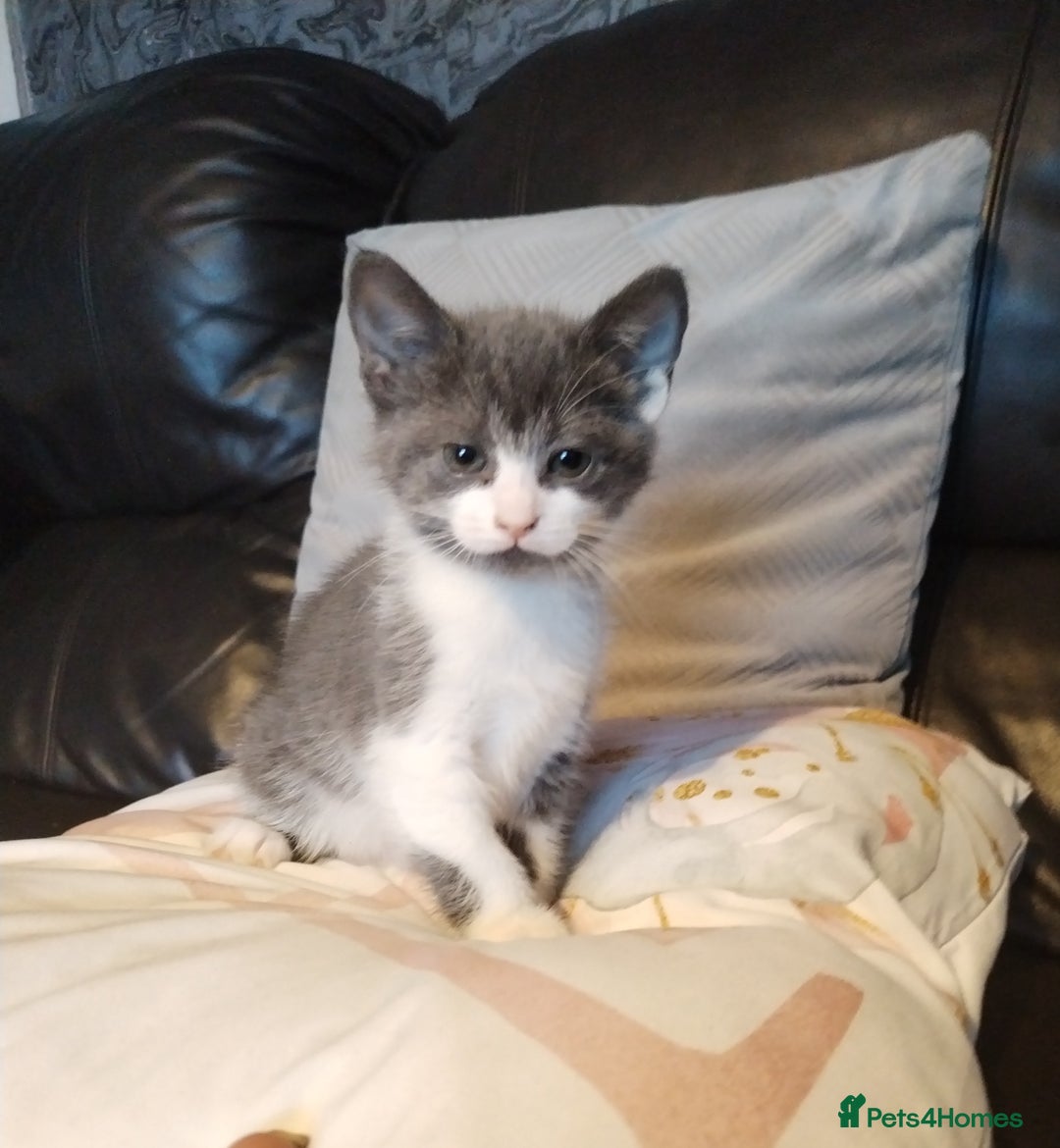 Mixed Breed cats for sale: Adorable Kittens Looking for Their Forever Homes - Advert 6