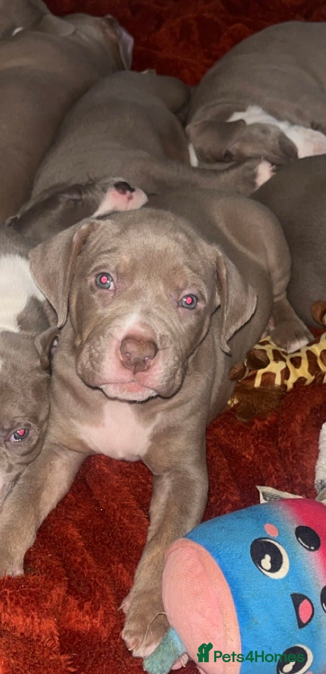 Mixed Breed dogs 9 Puppies - Old Tyme Bulldog x American Bulldog - Advert 8