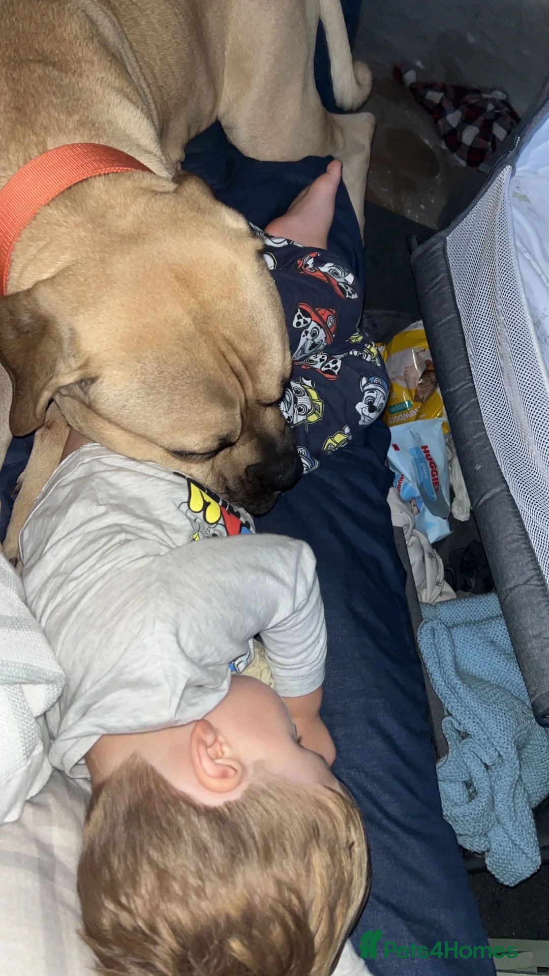 Mixed Breed dogs for sale: Mastiff cross boxer - Advert 2