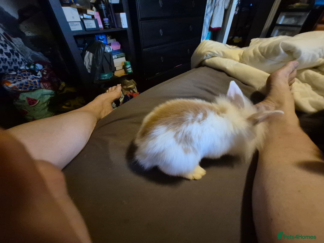 Lionhead rabbits for sale: 5  baby bunnies looking for their forever home - Image 7