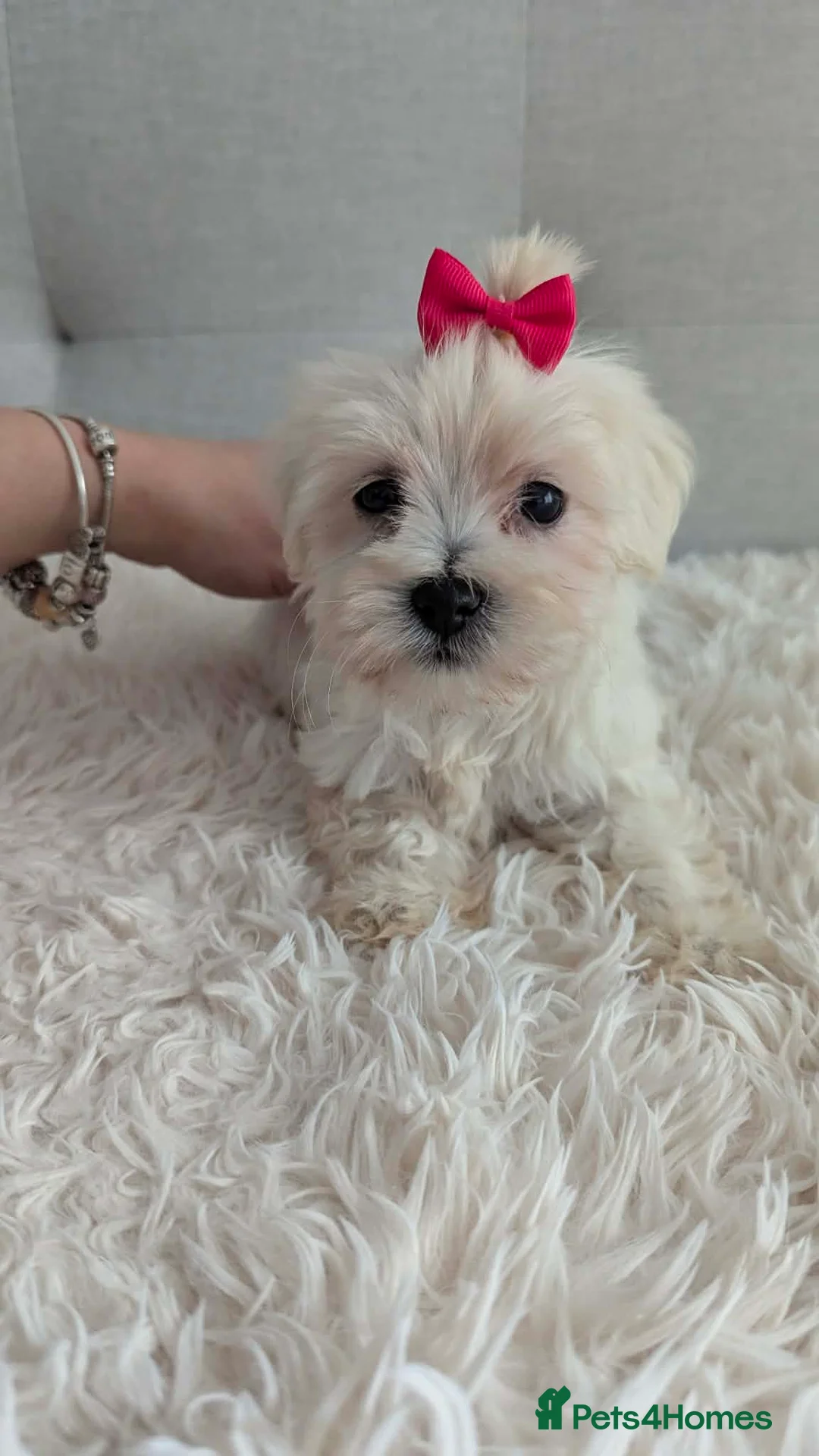 Maltipoo dogs for sale: Dominic C - Advert 1