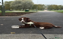 Border Collie dogs for sale: Red border collie puppy  - Image 4