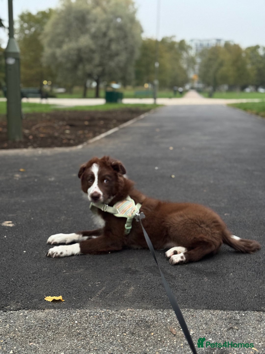Border Collie dogs for sale: Red border collie puppy  - Image 4
