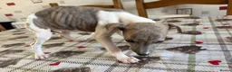 Whippet dogs for sale: Whippet puppies in Chesterfield - Advert 6