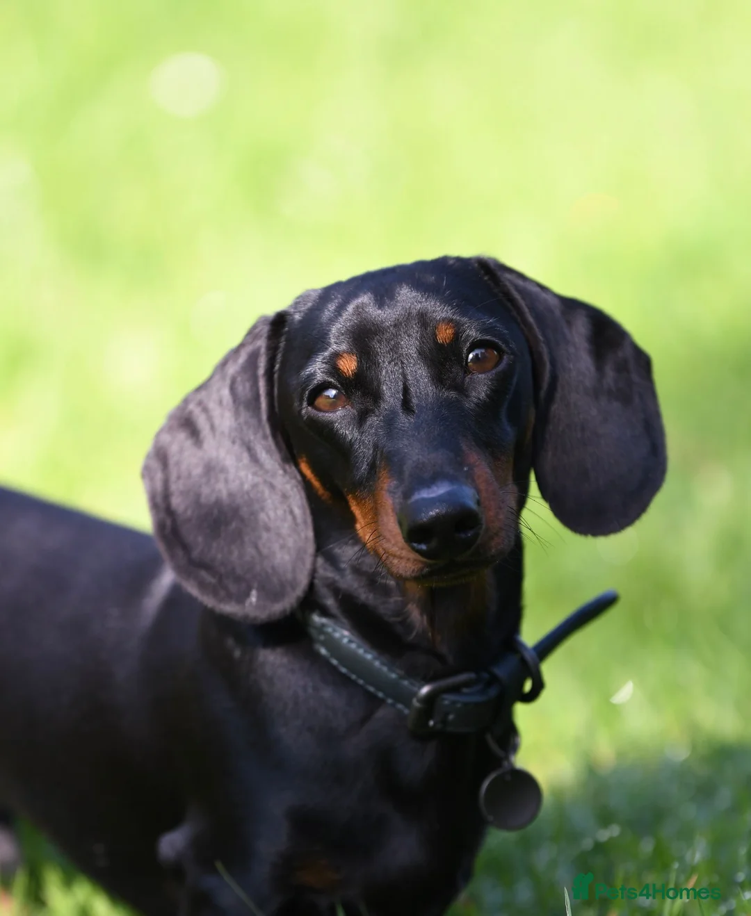 Dachshund dogs for sale: miniature dachshunds - Advert 4