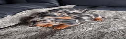 Miniature Dachshund dogs for sale: Miniature dachshund puppies boys and girls - Advert 8