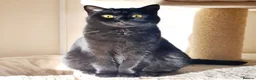 British Shorthair cats for sale: British shorthair kittens - Advert 10