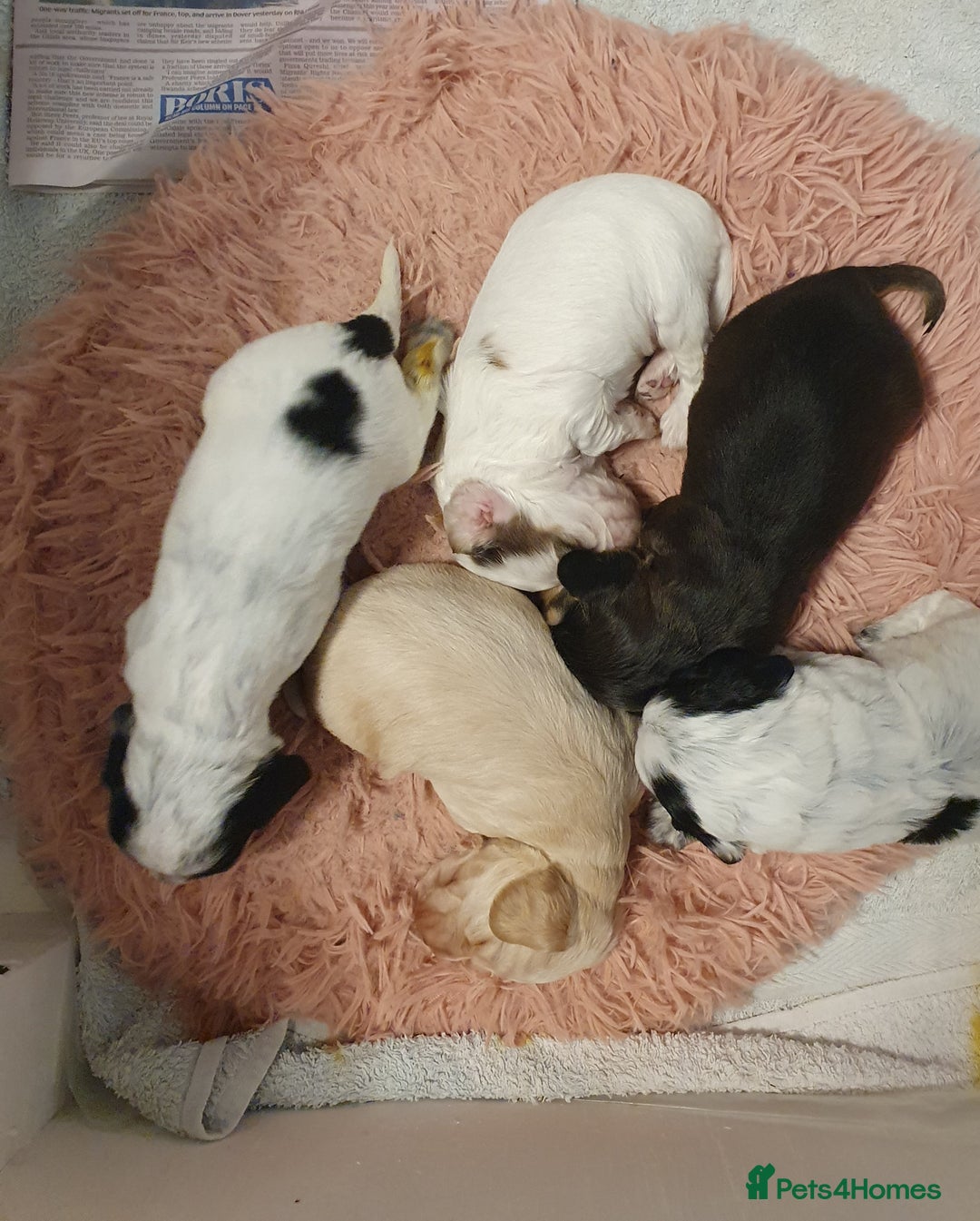 Cocker Spaniel dogs for sale: Cocker Spaniel Puppies - Image 1