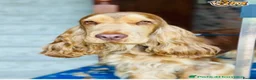 Cocker Spaniel dogs for sale: ⭐️⭐️WAITING LIST OPEN ⭐️⭐️ in York - Advert 4