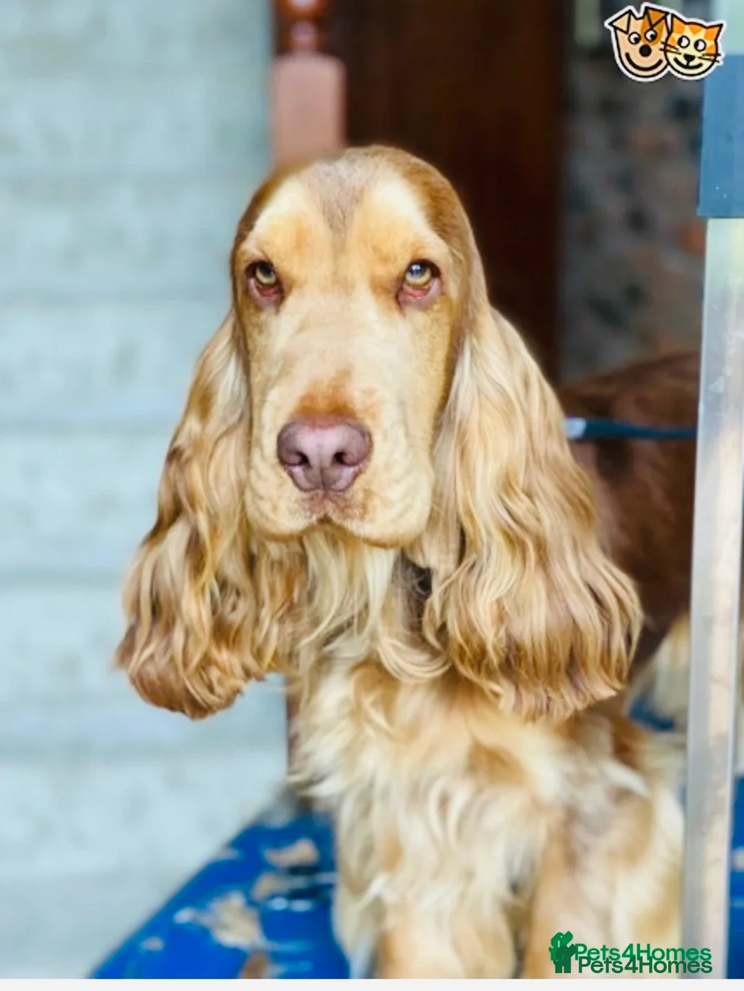 Cocker Spaniel dogs for sale: ⭐️⭐️WAITING LIST OPEN ⭐️⭐️ in York - Advert 4