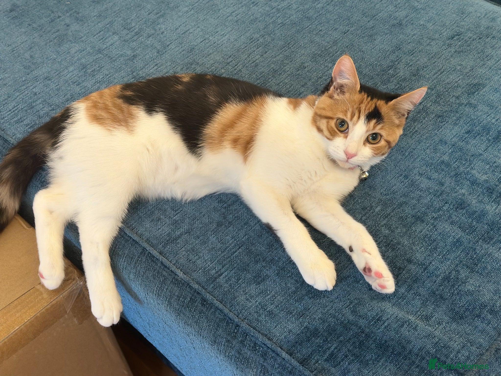 British Shorthair cats Beautiful Calico Female Cat Vaccinated  - Advert 8
