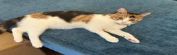 British Shorthair cats for sale: Beautiful Calico Female Cat Vaccinated  - Advert 1