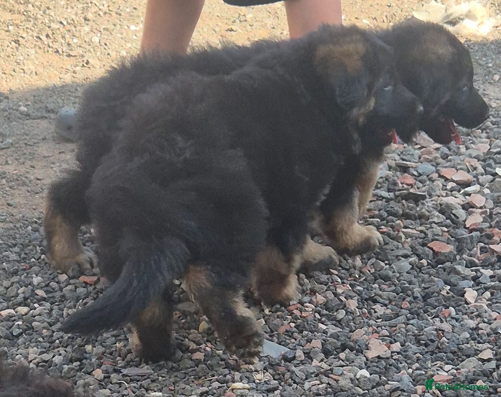 German Shepherd dogs German shepard puppies for sale - Advert 12