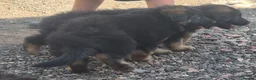 German Shepherd dogs for sale: Fuffy long-haired german shephard puppy  - Advert 10